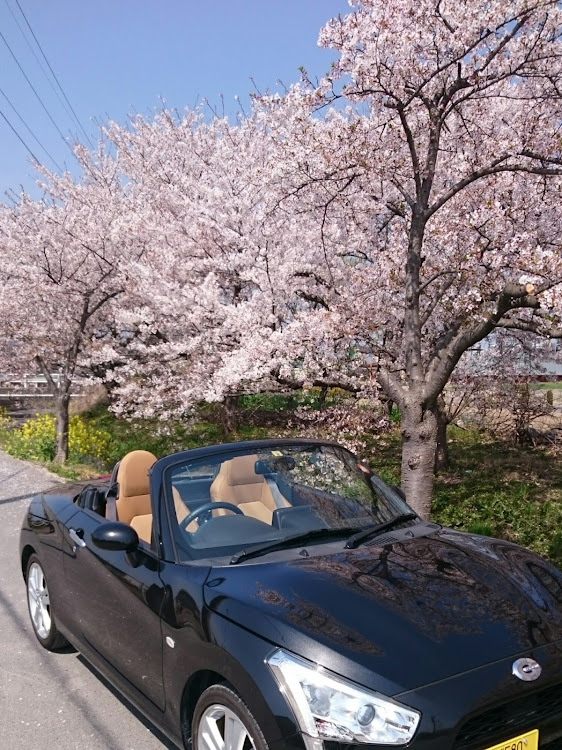 コペンの夜桜とコラボに関するカスタム事例の投稿画像1枚目
