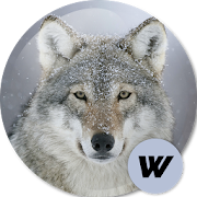 Wolf Wallpapers HD 🐺  Icon