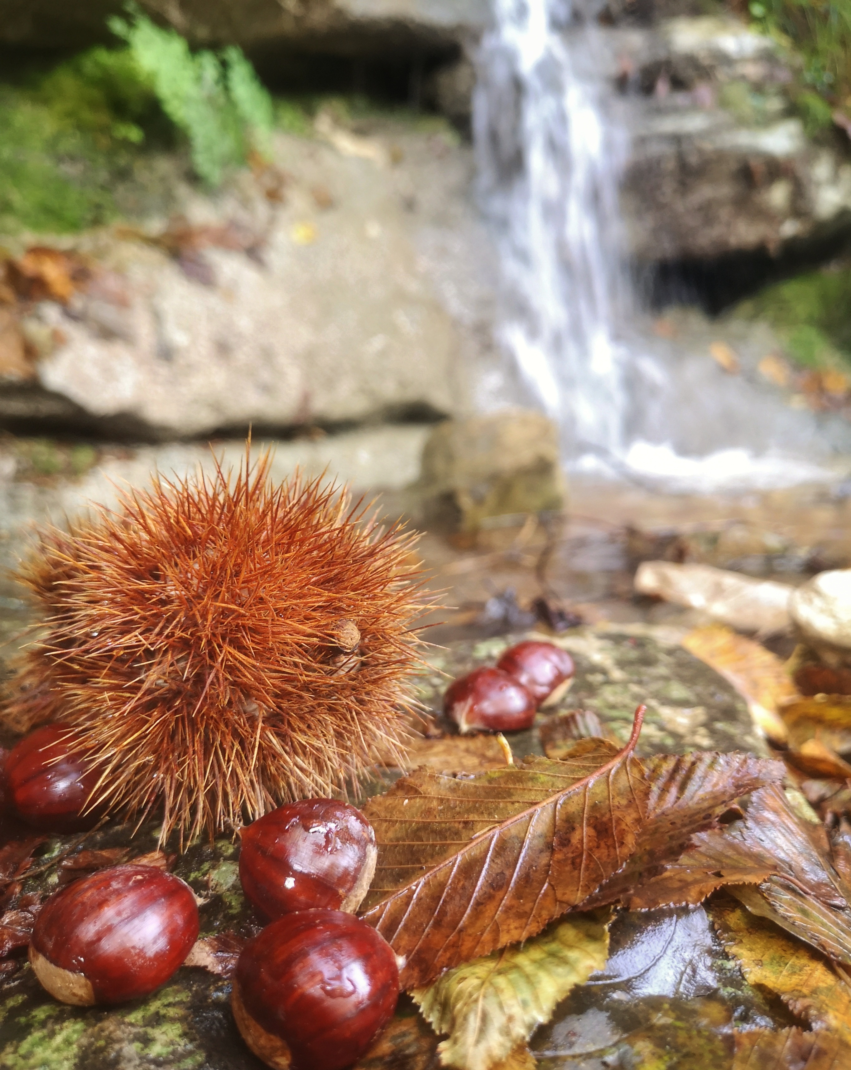 Autunno spinoso di Stefy11