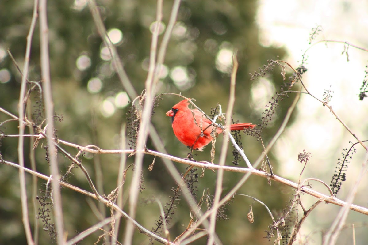 Northern Cardinal