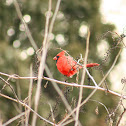 Northern Cardinal