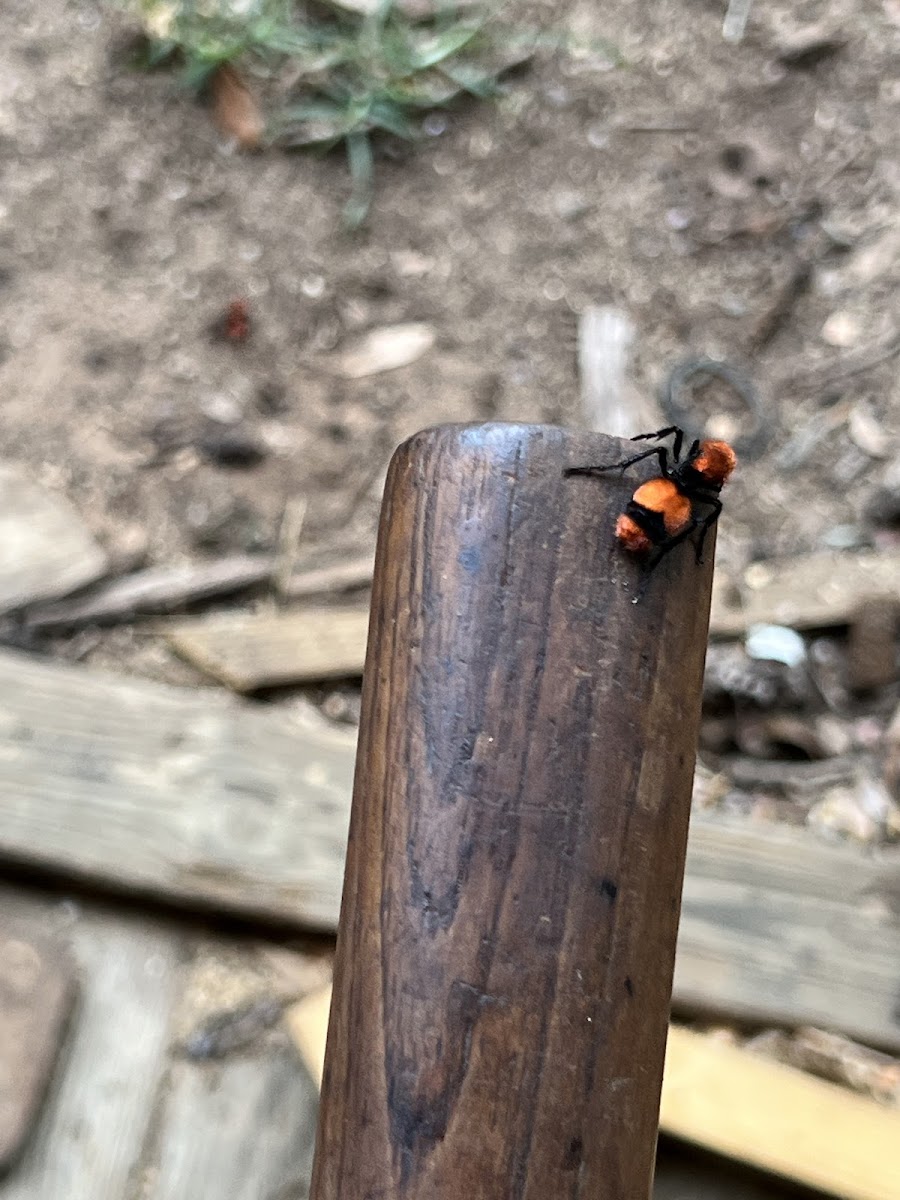 Velvet Ant