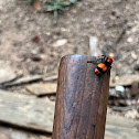 Velvet Ant