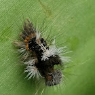 Tussock moth Caterpillar