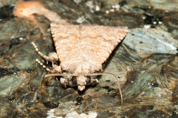 Pantry moth 