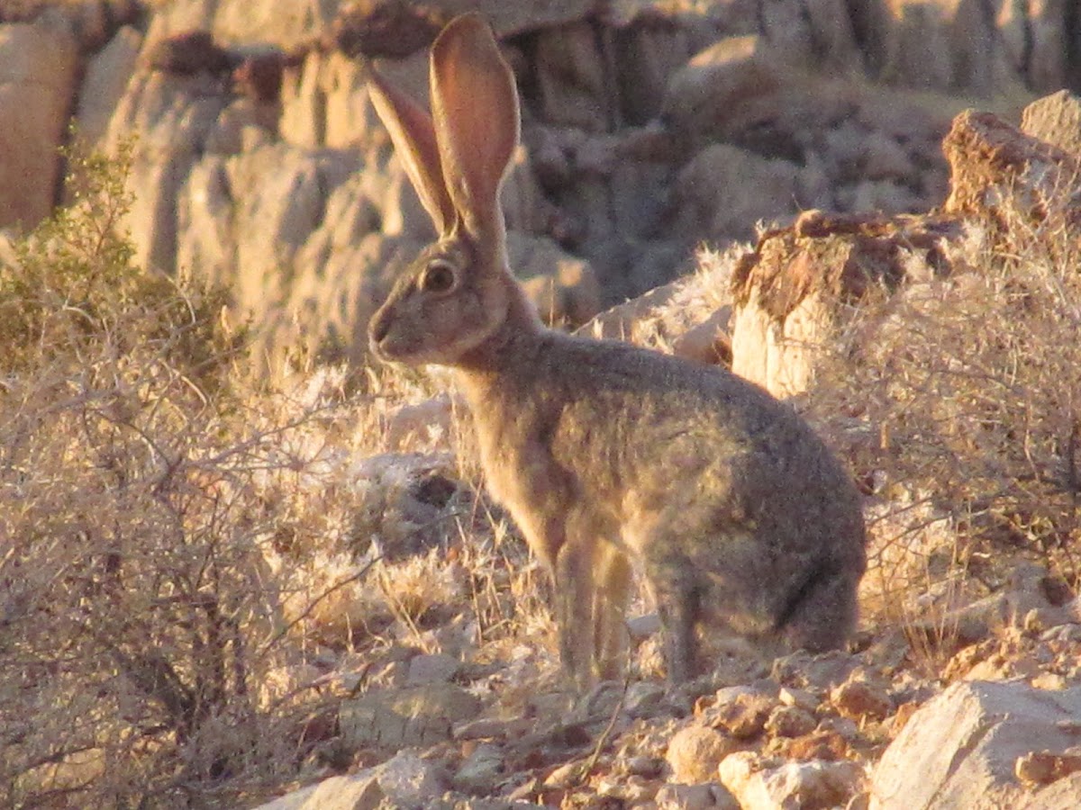 Black-tailed Jackrabbit