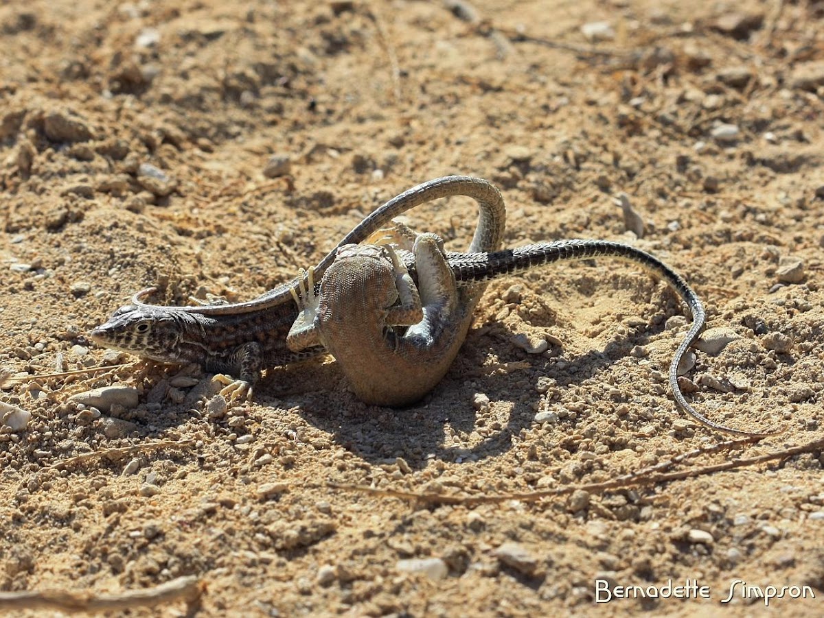 Bosc's Fringe-Toed Lizards (Mating)