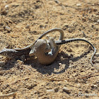 Bosc's Fringe-Toed Lizards (Mating)