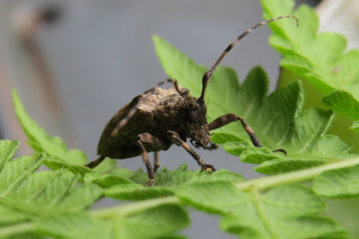 Longhorn beetle