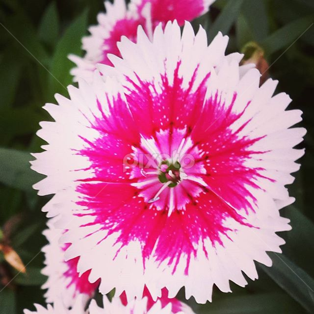 I Was Wonder How A Flower Look Like A Pencil Shavings But Nature Has A Power To Create These Carnation All The Way Right Flower Gardens Flowers Pixoto