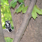 Downy Woodpecker