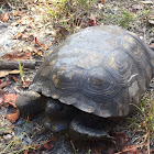 Gopher tortoise