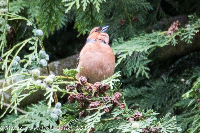 Chaffinch