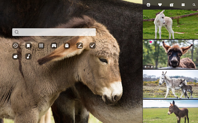 My Baby Donkey HD Wallpapers New Tab