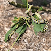 Monarch Caterpillars