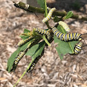 Monarch Caterpillars