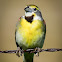 Dickcissel