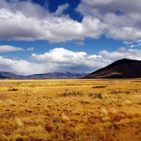 Giallo Argentino  Patagonia di 