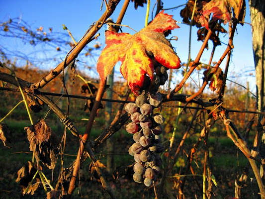 OTTOBRE di lonni