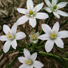 Star of Bethlehem