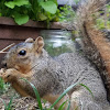 Fox Squirrel