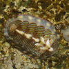 Lined Chiton