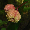 Strawberry Bush