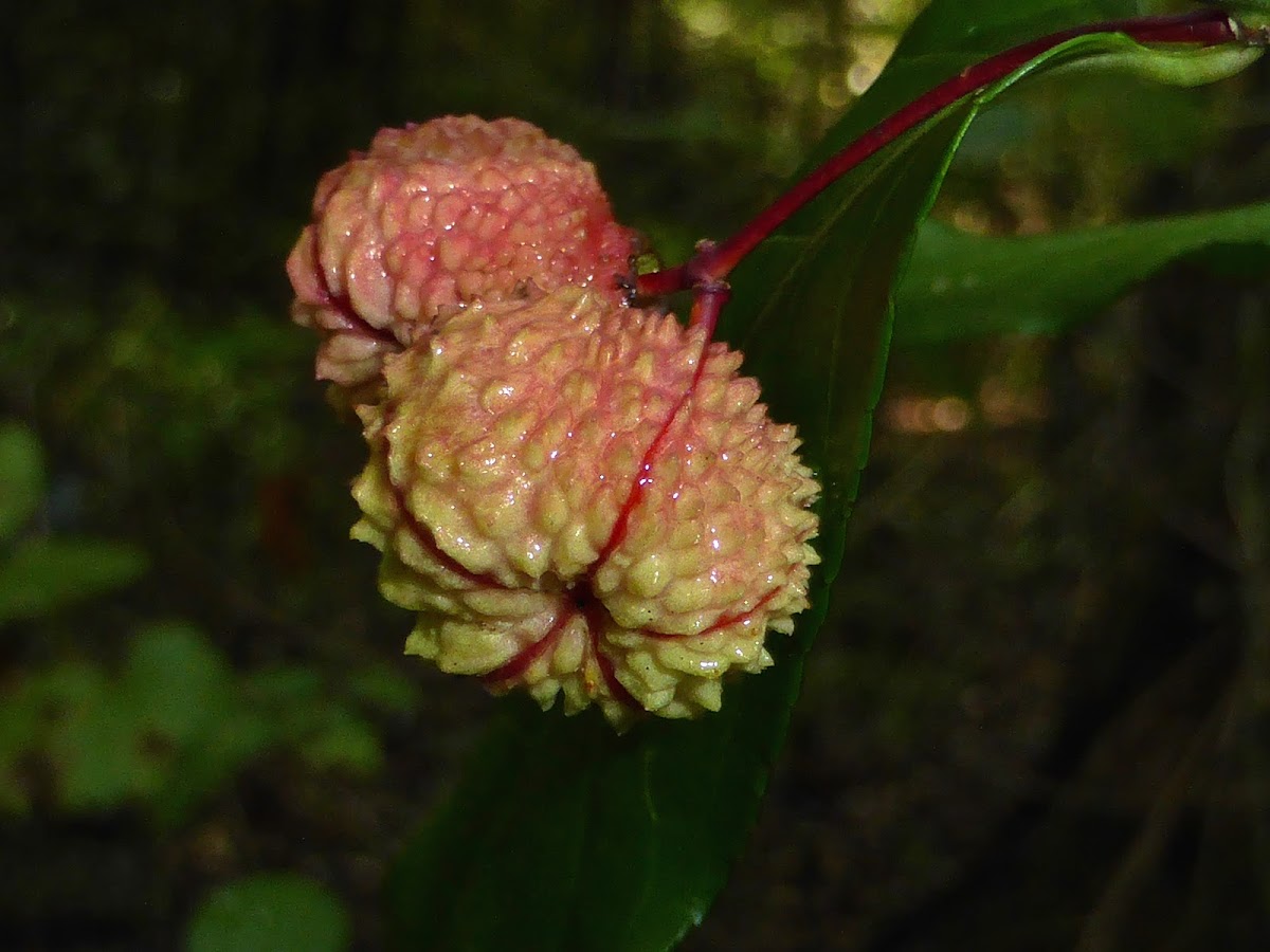 Strawberry Bush