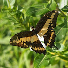 Giant Swallowtail