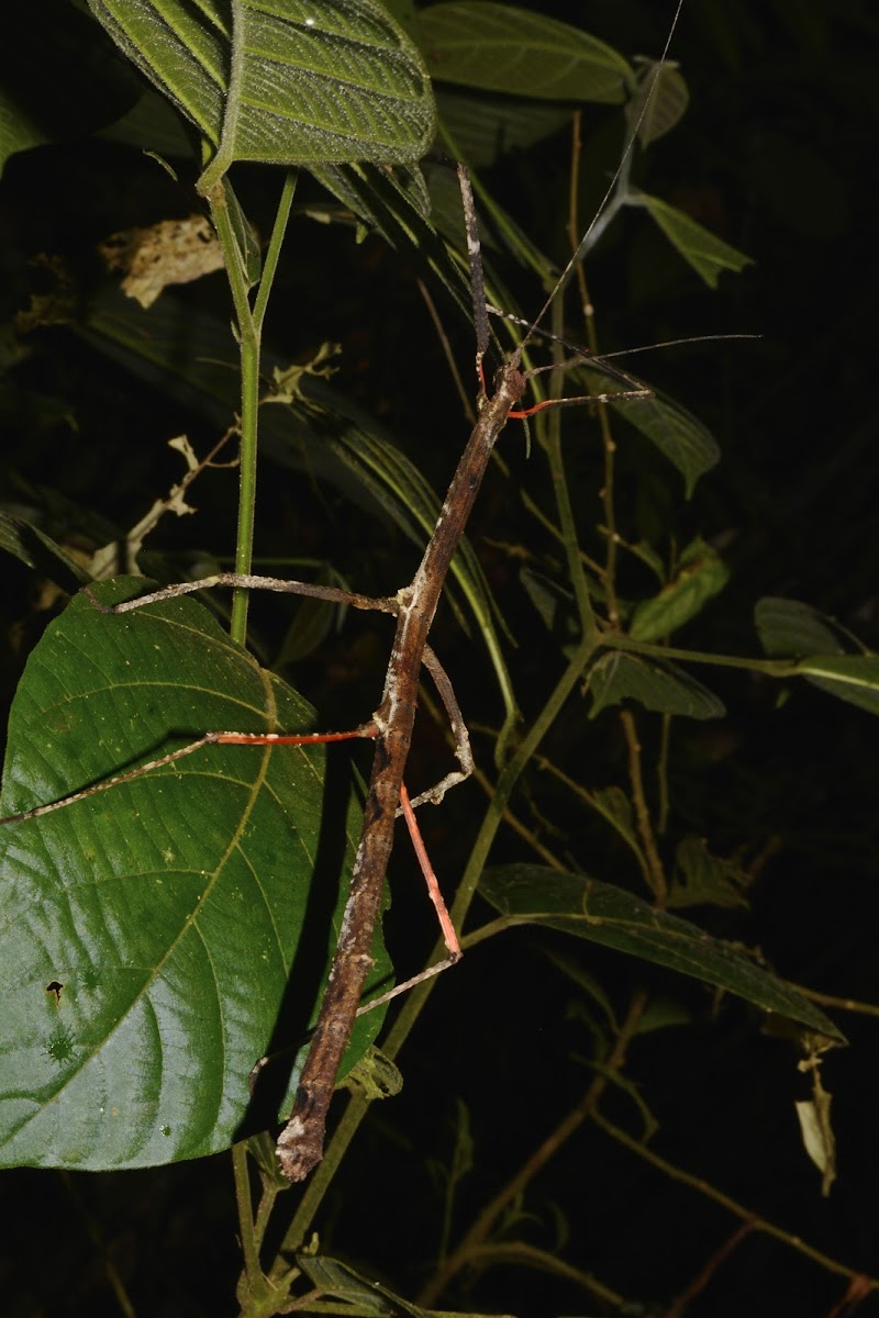 Stick Insect, Phasmid - Female