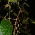 Stick Insect, Phasmid - Female