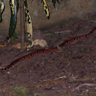 Clarks' coral snake