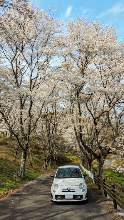 500の誉会～enjoy car community～・春を探しに…🌸・サクラと愛車・目指せPickUpCarsに関するカスタム事例の投稿画像3枚目