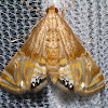 Crambid Moth