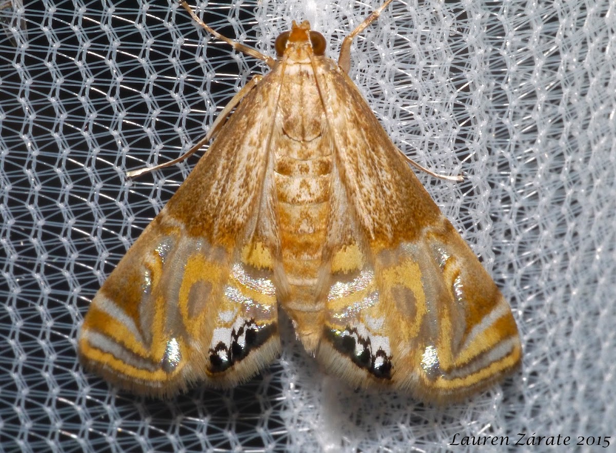 Crambid Moth