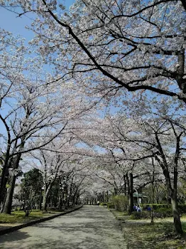 「桜色」のメインビジュアル