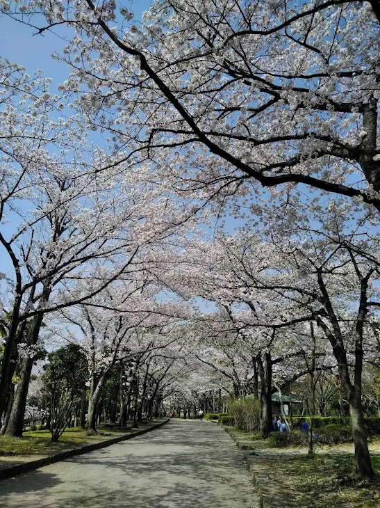 「桜色」のメインビジュアル