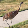 Sandhill Crane