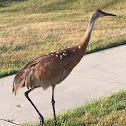 Sandhill Crane