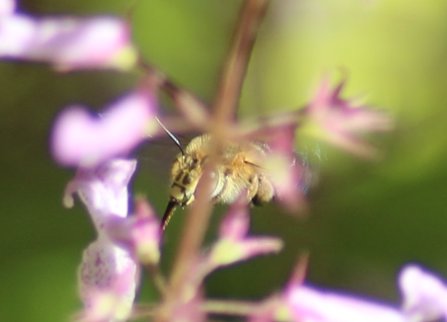 Banded Bee