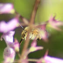 Banded Bee