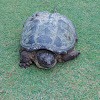 Common Snapping Turtle