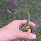 Green Garden snake