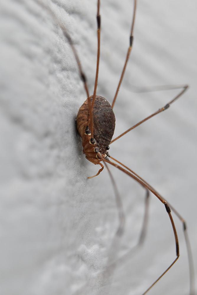 Harvestmen Spider (Daddy Longlegs)