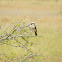 Northern White Crowned Shrike