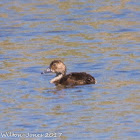 Pochard; Porrón Común