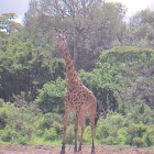 Masai Giraffe