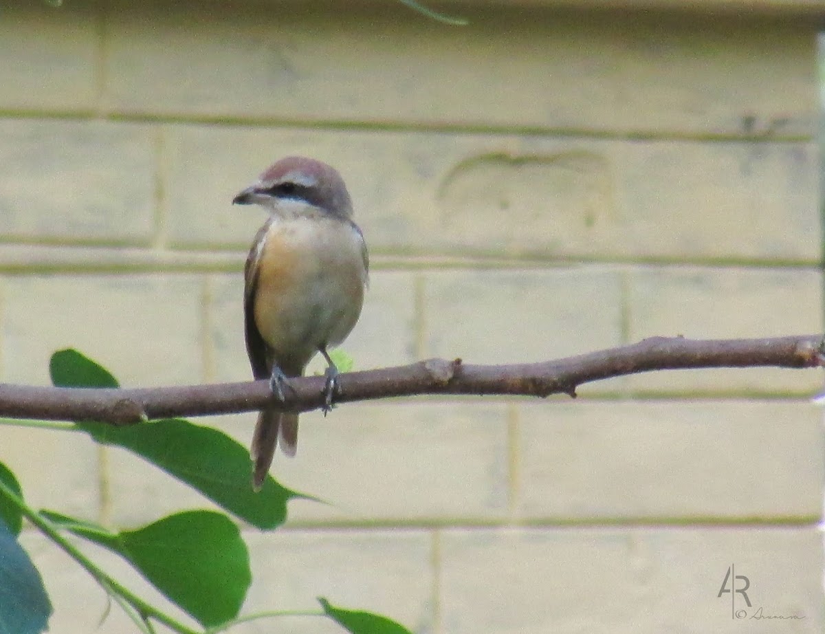 Brown shrike (Kajol Pakhi)-কাজল পাখী