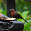 Red-throated Ant Tanager