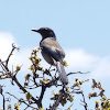 Woodhouse's Western Scrub Jay